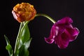 Pair colorful tulips on a black background