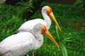 Pair of colorful yellow-billed storks in natural tropical outdoor habitat in rural Southeast Asia