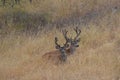 Velvet Buck Pair 1