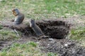 A pair of columbian ground squirrel Urocitellus columbianus standing at the entrance of its burrow in Ernest Calloway Manning