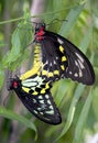 Detailed closeup of a pair of Common Birdwing Troides Helena butterflies mating. Royalty Free Stock Photo