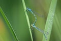 A pair of Common blue damselflies resting