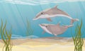 A pair of Common bottlenose dolphin swim in warm sea water with green algae. The bottom of the sea or ocean. Dolphins Tursiops tru Royalty Free Stock Photo