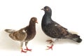 A pair of common brown grey black pigeon or dove isolated on a white Royalty Free Stock Photo