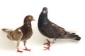 A pair of common brown grey black pigeon or dove isolated on a white Royalty Free Stock Photo