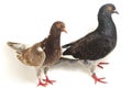 A pair of common brown grey black pigeon or dove isolated on a white Royalty Free Stock Photo