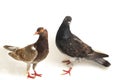 A pair of common brown grey black pigeon or dove isolated on a white Royalty Free Stock Photo
