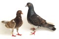 A pair of common brown grey black pigeon or dove isolated on a white Royalty Free Stock Photo