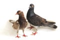 A pair of common brown grey black pigeon or dove isolated on a white Royalty Free Stock Photo