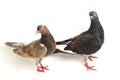 A pair of common brown grey black pigeon or dove isolated on a white Royalty Free Stock Photo