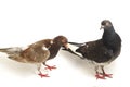 A pair of common brown grey black pigeon or dove isolated on a white Royalty Free Stock Photo