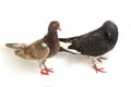 A pair of common brown grey black pigeon or dove isolated on a white Royalty Free Stock Photo