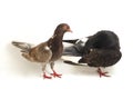 A pair of common brown grey black pigeon or dove isolated on a white Royalty Free Stock Photo