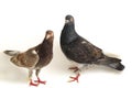 A pair of common brown grey black pigeon or dove isolated on a white Royalty Free Stock Photo