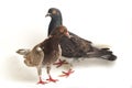 A pair of common brown grey black pigeon or dove isolated on a white Royalty Free Stock Photo