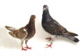 A pair of common brown grey black pigeon or dove isolated on a white Royalty Free Stock Photo
