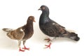 A pair of common brown grey black pigeon or dove isolated on a white Royalty Free Stock Photo