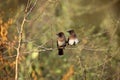 The pair common bulbul Pycnonotus barbatus sitting on thorny twig. Pair of passerines sitting on the branch with green