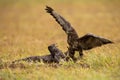 Pair of common buzzard in battle in grassland in autumn Royalty Free Stock Photo