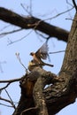 A pair of common chaffinches Fringilla coelebs copulating Royalty Free Stock Photo