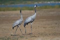 Pair of common crane birds, winter migrants in western India