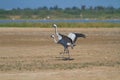 Pair of common crane birds, winter migrants in western India