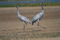 Pair of Common Cranes Royalty Free Stock Photo