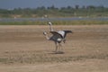 Pair of Common Cranes Royalty Free Stock Photo