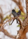 A pair of Common Drongos Royalty Free Stock Photo