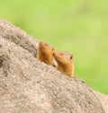 Pair of Common Dwarf Mongoose