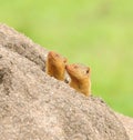 Pair of Common Dwarf Mongoose Royalty Free Stock Photo