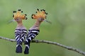 Pair of Common or Eurasian hoopoe, beautiful brown crested birds lean against each other as good friend supporting forever, animal