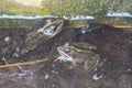 A pair of Common Frogs Pelophylax perezi on a raft