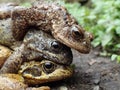 Pair of common frogs, Rana temporaria, with male common toad, Bufo bufo. Spring, Scotland Royalty Free Stock Photo