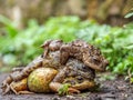 Pair of common frogs, Rana temporaria, with male common toad, Bufo bufo. Spring, Scotland Royalty Free Stock Photo