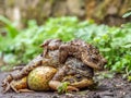 Pair of common frogs, Rana temporaria, with male common toad, Bufo bufo. Spring, Scotland Royalty Free Stock Photo