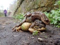 Pair of common frogs, Rana temporaria, with male common toad, Bufo bufo. Spring, Scotland Royalty Free Stock Photo