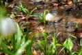 Pair of Common frogs rana temporaria in the pond in the sunny flowering spring forest during the breeding season Royalty Free Stock Photo