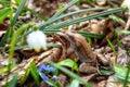 Pair of Common frogs rana temporaria in the sunny flowering spring forest during the breeding season, animals in the wild nature Royalty Free Stock Photo