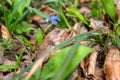 Pair of Common frogs rana temporaria in the sunny flowering spring forest during the breeding season, animals in the wild nature Royalty Free Stock Photo