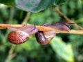 Pair of Common garden snails