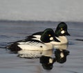 Pair of Common Goldeneye Drakes