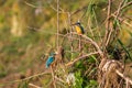 Pair of Common King Fishers