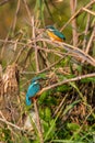 Close Up of Common King Fishers