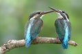 Pair Common kingfisher Alcedo atthis turquoise birds perching on wooden together while fighting for fish in stream,