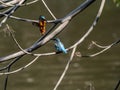 Mating colorful common kingfishers by a pond 2