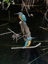 Pair of Common kingfishers along a river 2