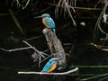Pair of Common kingfishers along a river 3