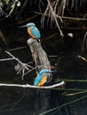 Pair of Common kingfishers along a river 4