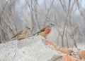 A pair of common linnet Linaria cannabina Royalty Free Stock Photo